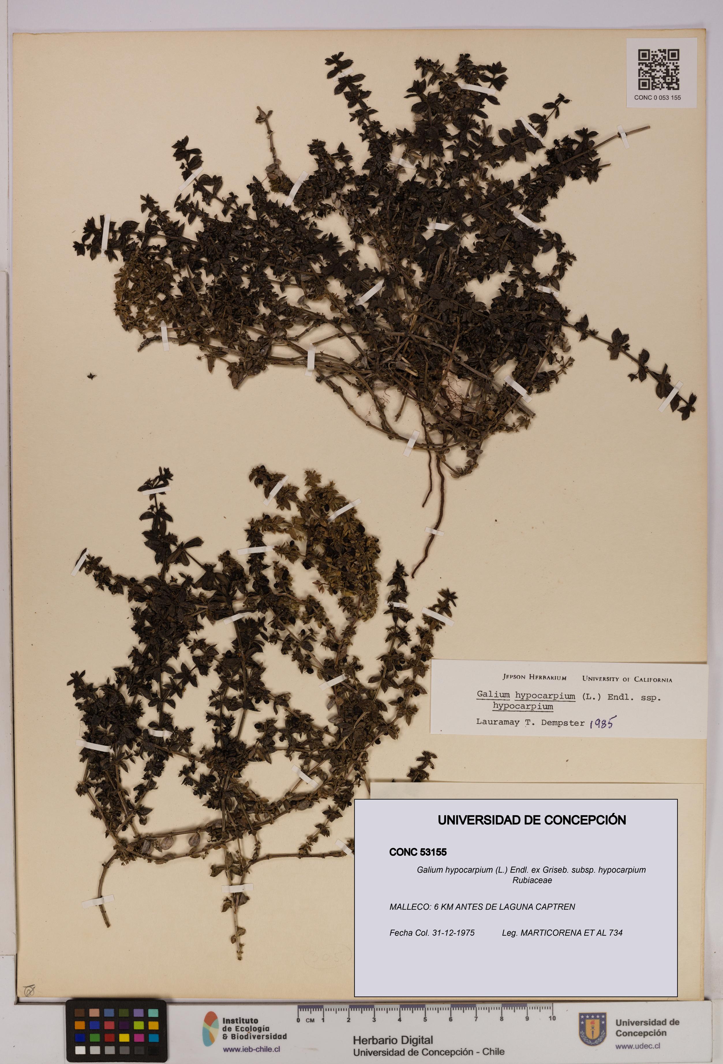 Galium hypocarpium subsp. hypocarpium [Espécimen: UDEC:CONC:0053155]