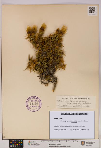 Chuquiraga spinosa subsp. australis [Espécimen: UDEC:CONC:0053156]
