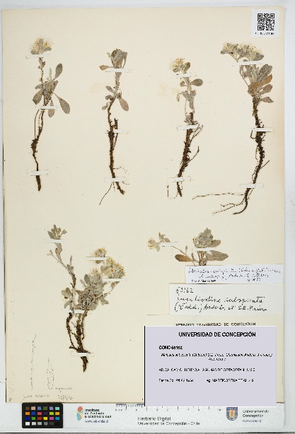 Mniodes subspicata [Espécimen: UDEC:CONC:0053162]