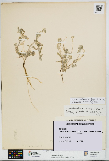 Mniodes subspicata [Espécimen: UDEC:CONC:0053165]