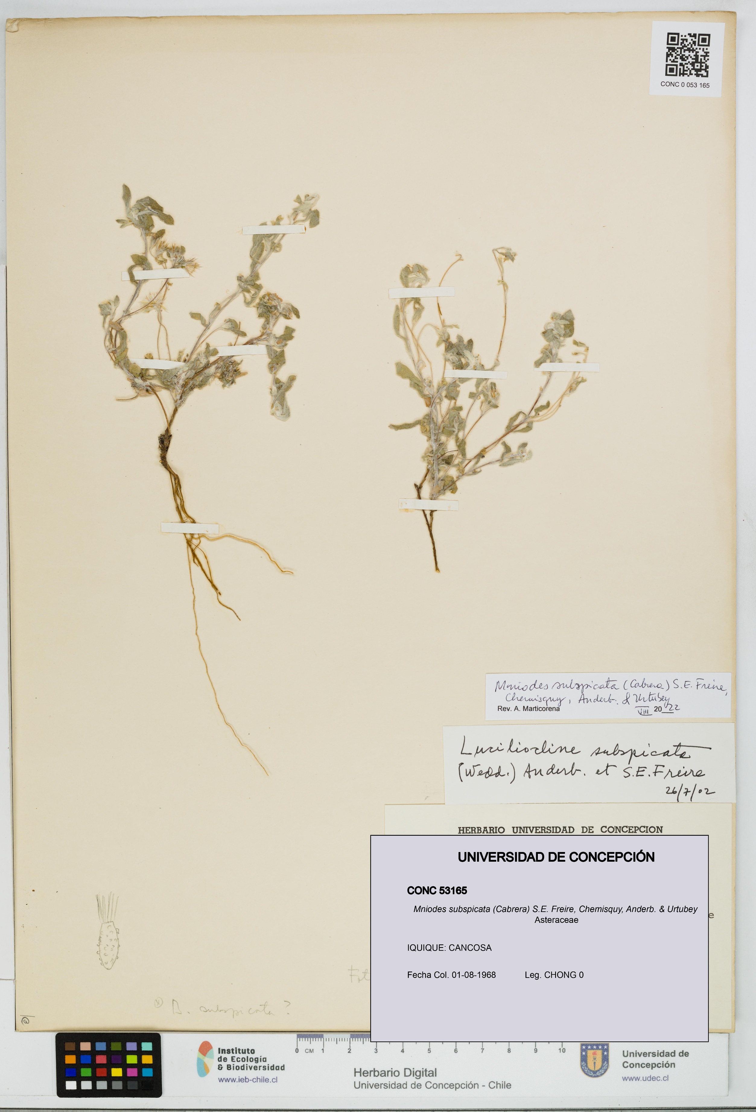 Mniodes subspicata [Espécimen: UDEC:CONC:0053165]