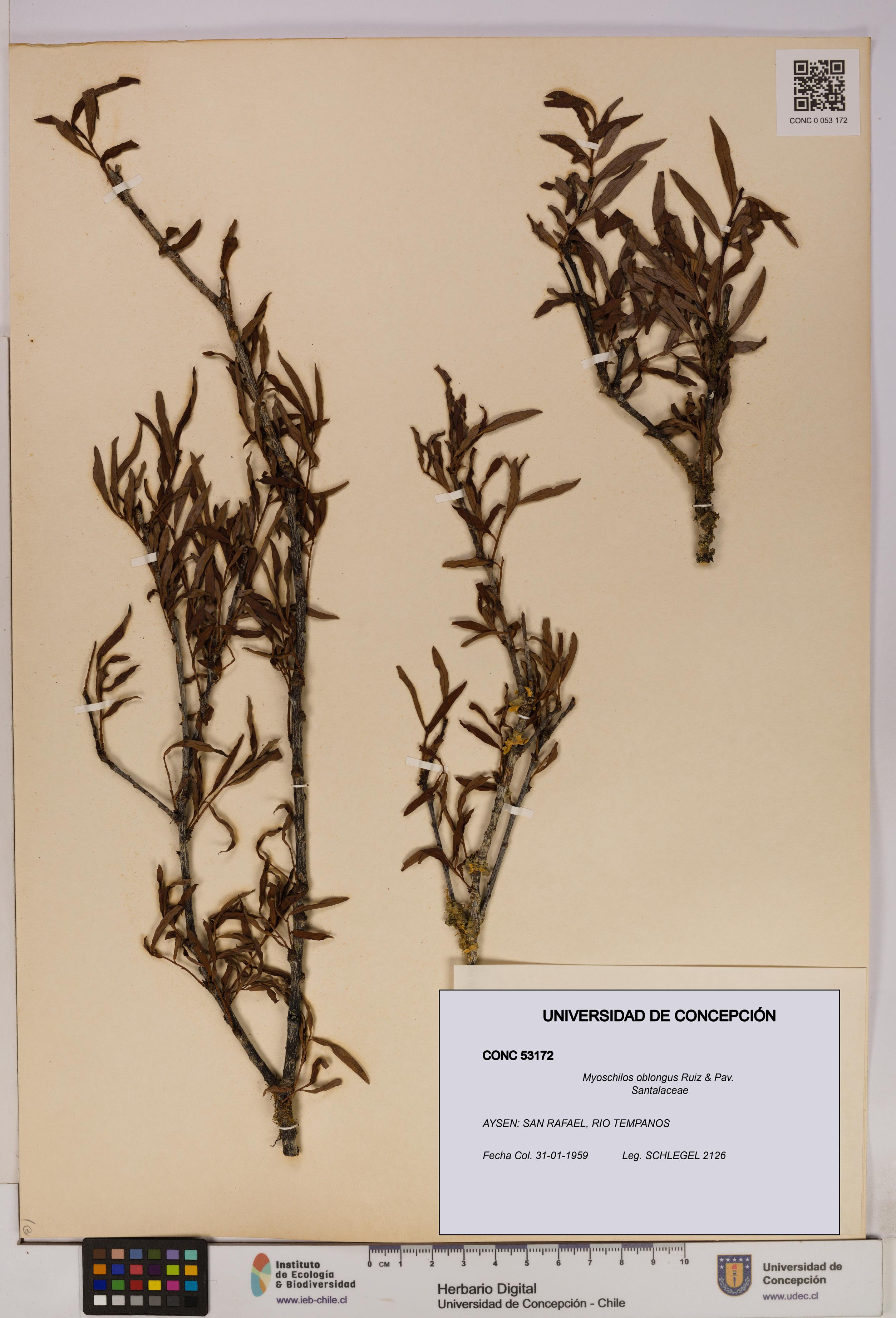 Myoschilos oblongus [Espécimen: UDEC:CONC:0053172]