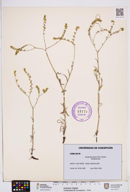Cryptantha aprica [Espécimen: ]