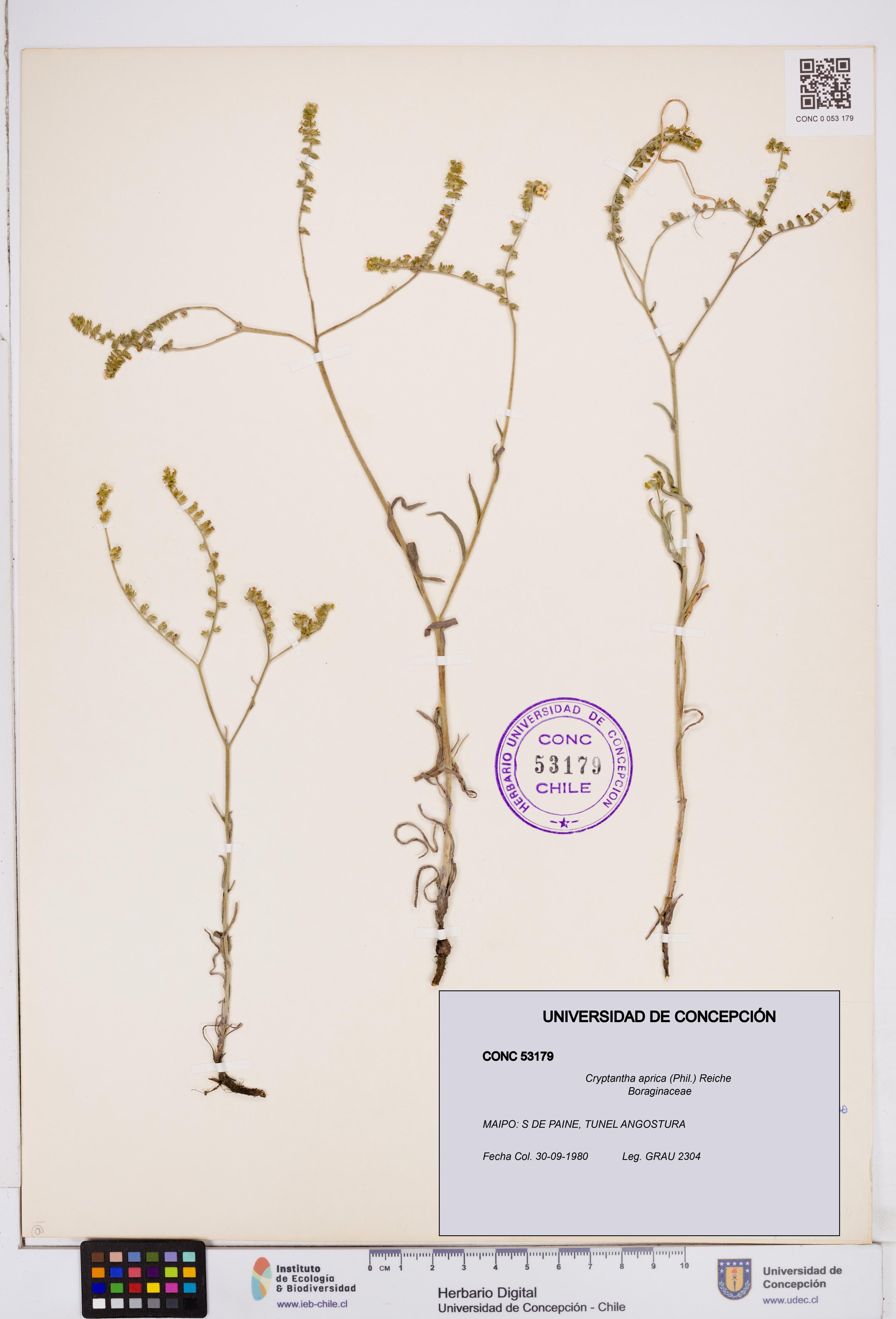 Cryptantha aprica [Espécimen: ]