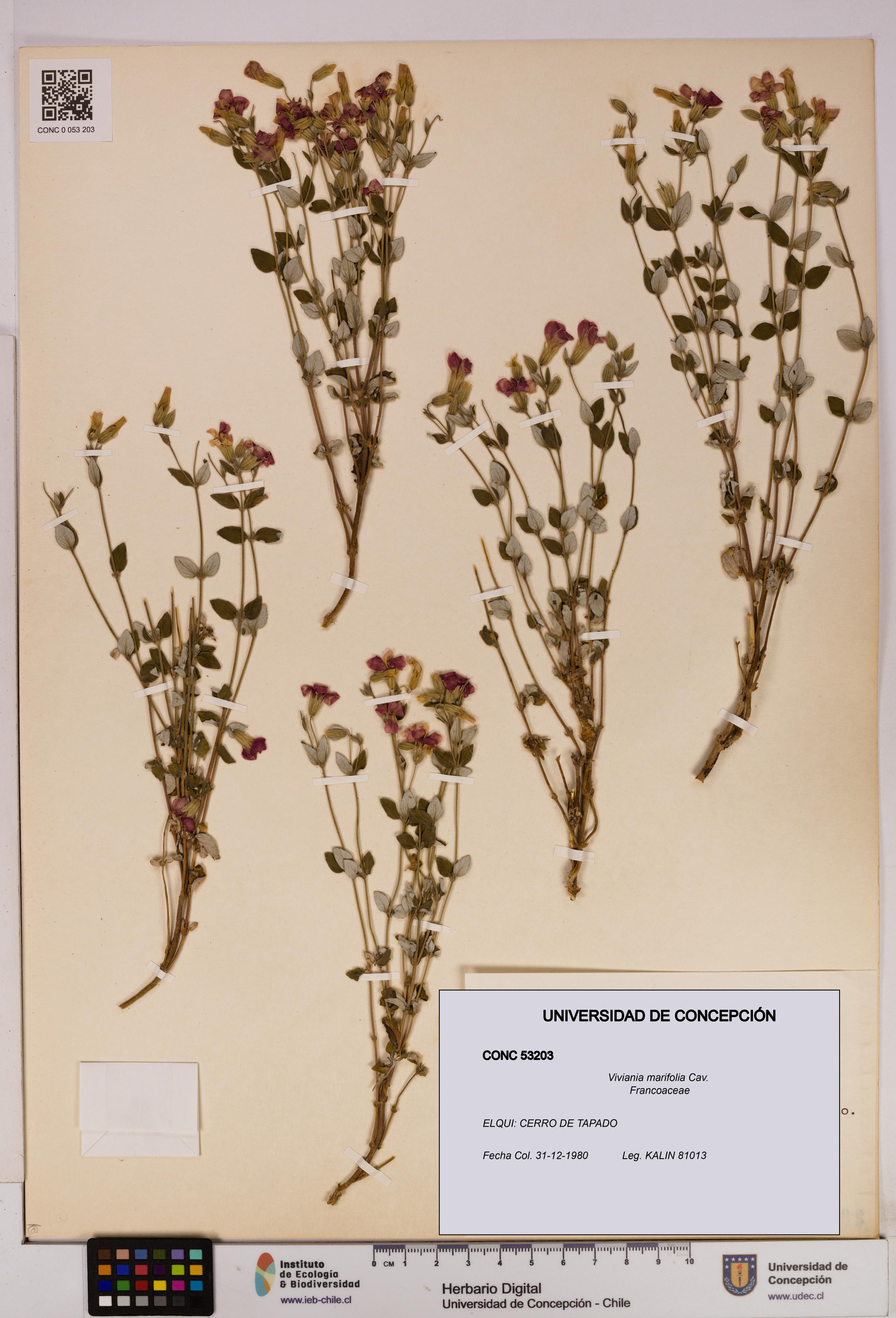 Viviania marifolia [Espécimen: UDEC:CONC:0053203]