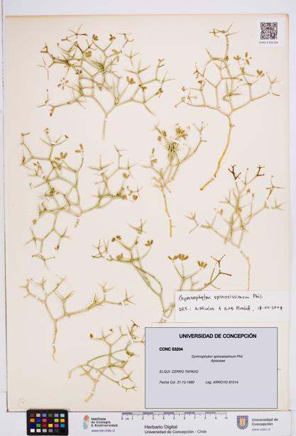 Gymnophyton spinosissimum [Espécimen: ]