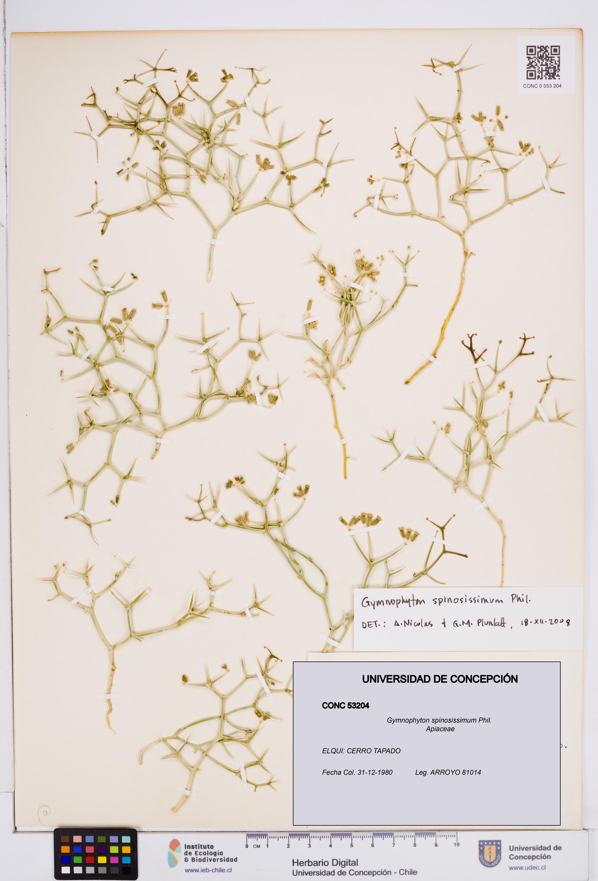 Gymnophyton spinosissimum [Espécimen: ]
