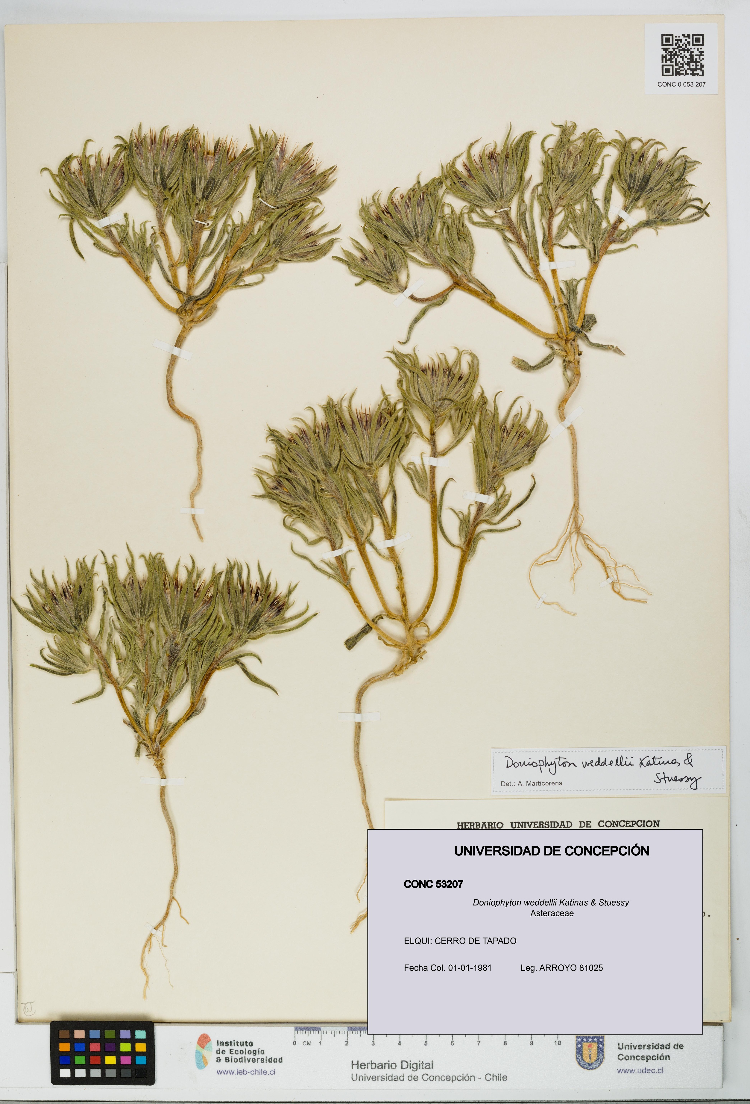 Doniophyton weddellii [Espécimen: UDEC:CONC:0053207]