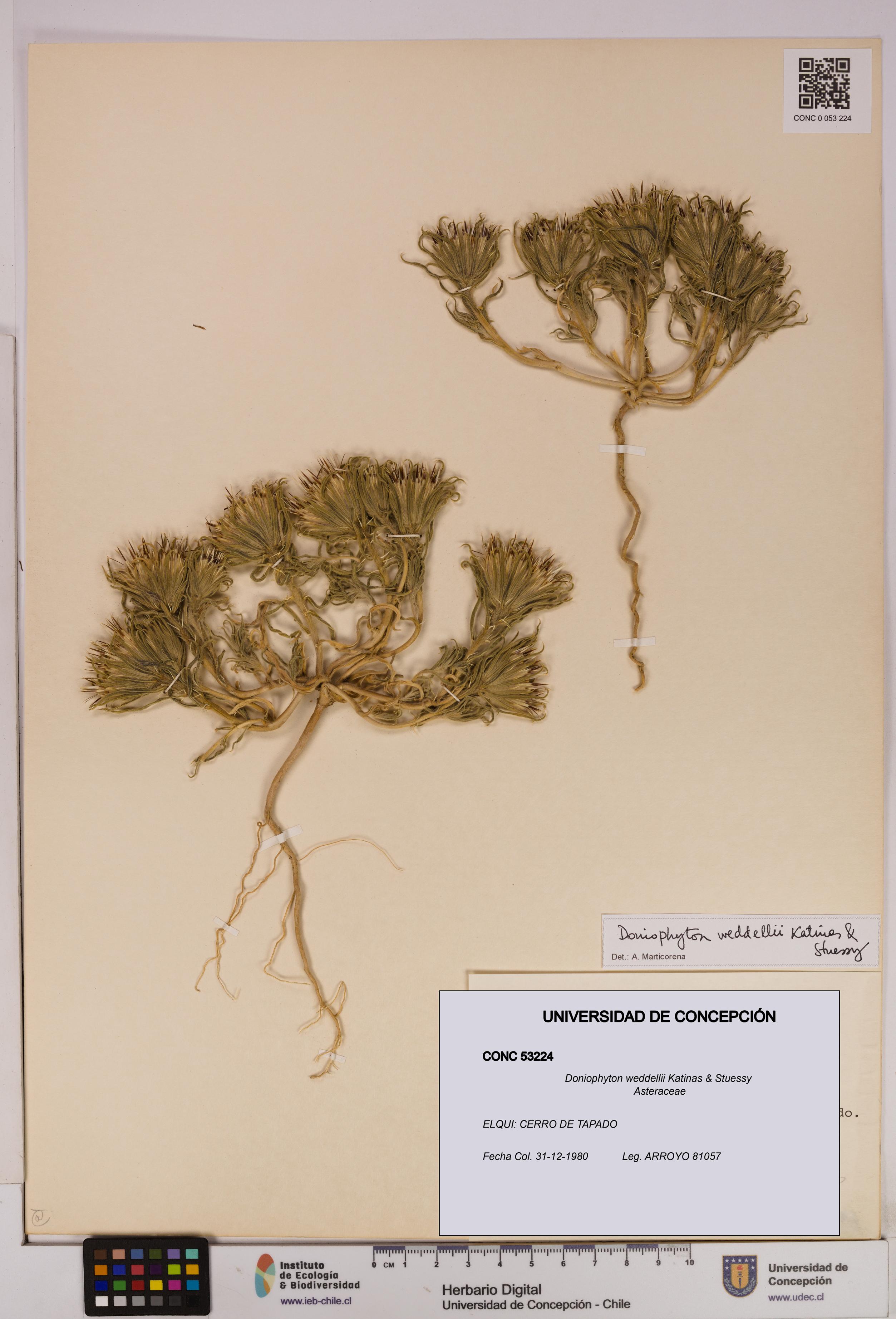 Doniophyton weddellii [Espécimen: UDEC:CONC:0053224]