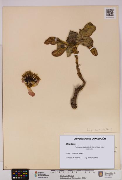 Pachylaena atriplicifolia [Espécimen: ]