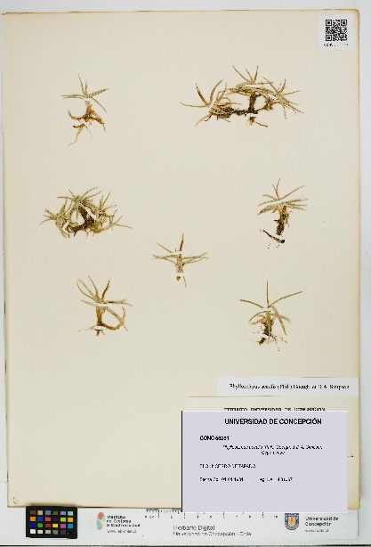 Phylloscirpus acaulis [Espécimen: UDEC:CONC:0053231]
