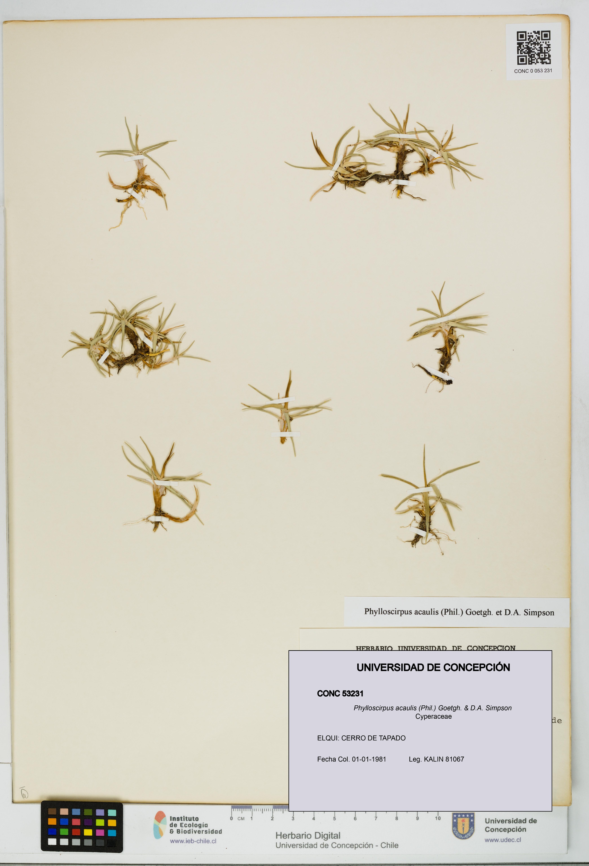 Phylloscirpus acaulis [Espécimen: UDEC:CONC:0053231]