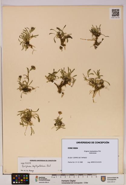 Erigeron leptopetalus [Espécimen: UDEC:CONC:0053234]