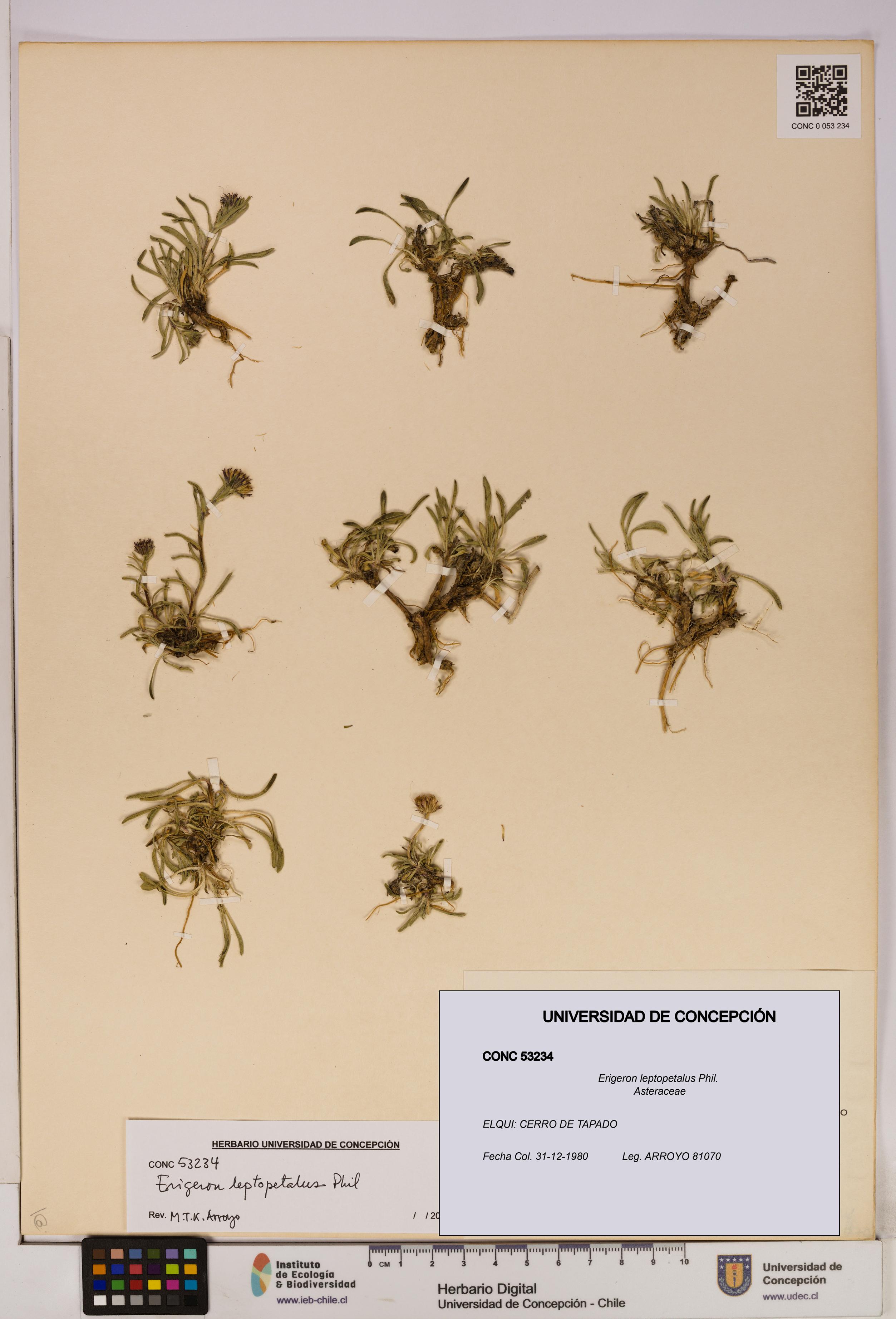 Erigeron leptopetalus [Espécimen: UDEC:CONC:0053234]