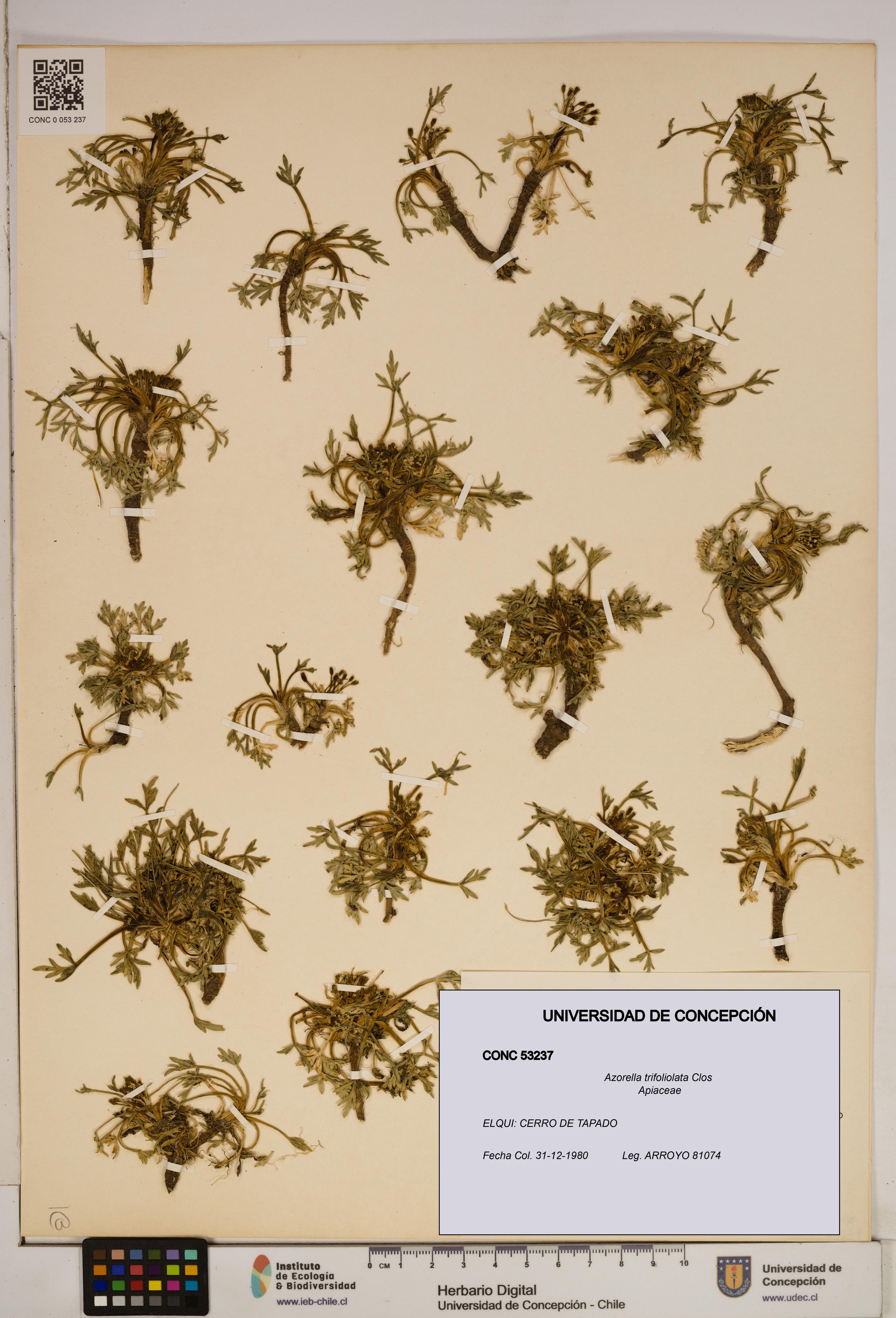 Azorella trifoliolata [Espécimen: ]