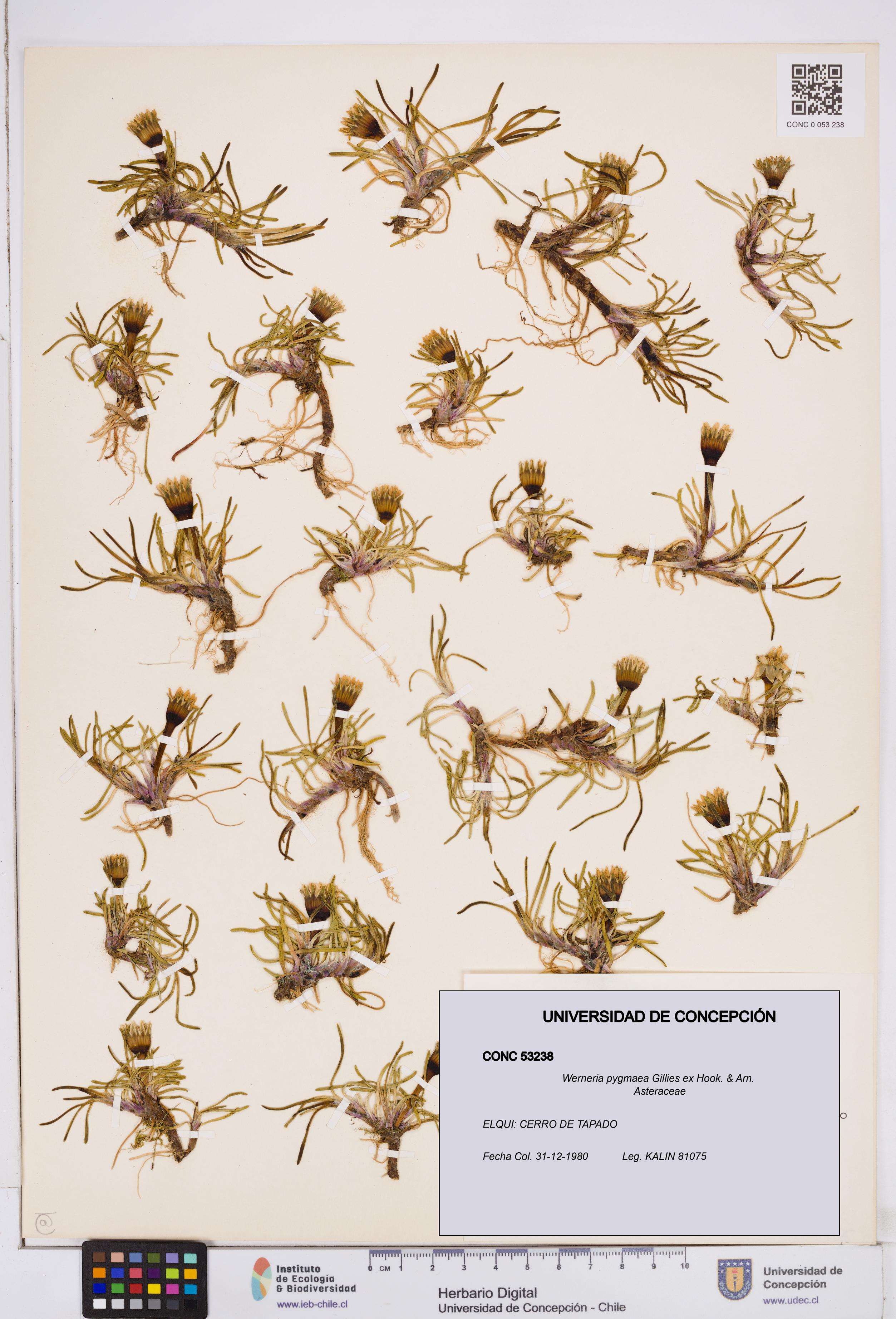 Werneria pygmaea [Espécimen: ]