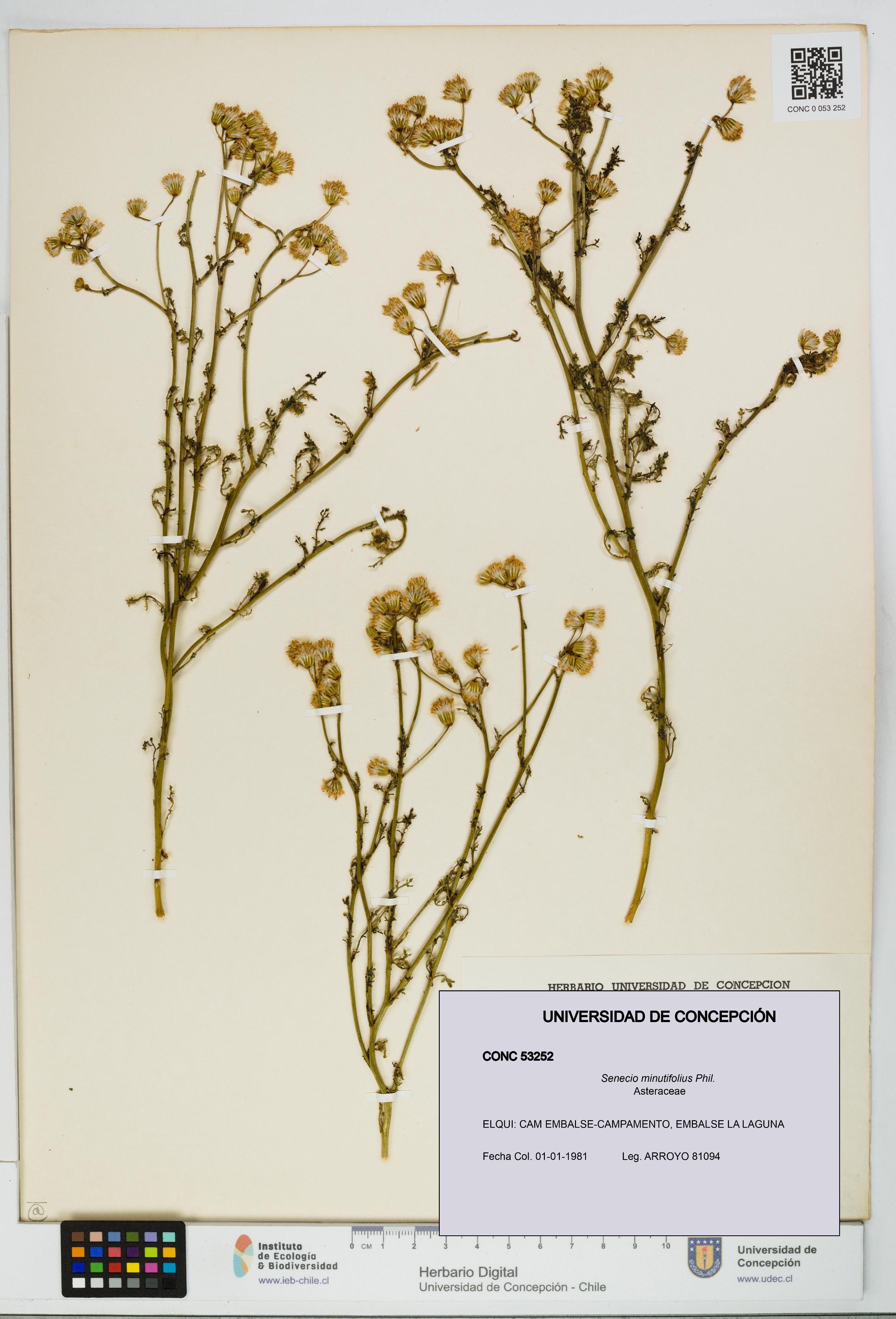 Senecio minutifolius [Espécimen: UDEC:CONC:0053252]
