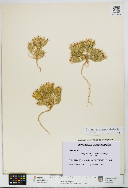 Doniophyton weddellii [Espécimen: UDEC:CONC:0053253]