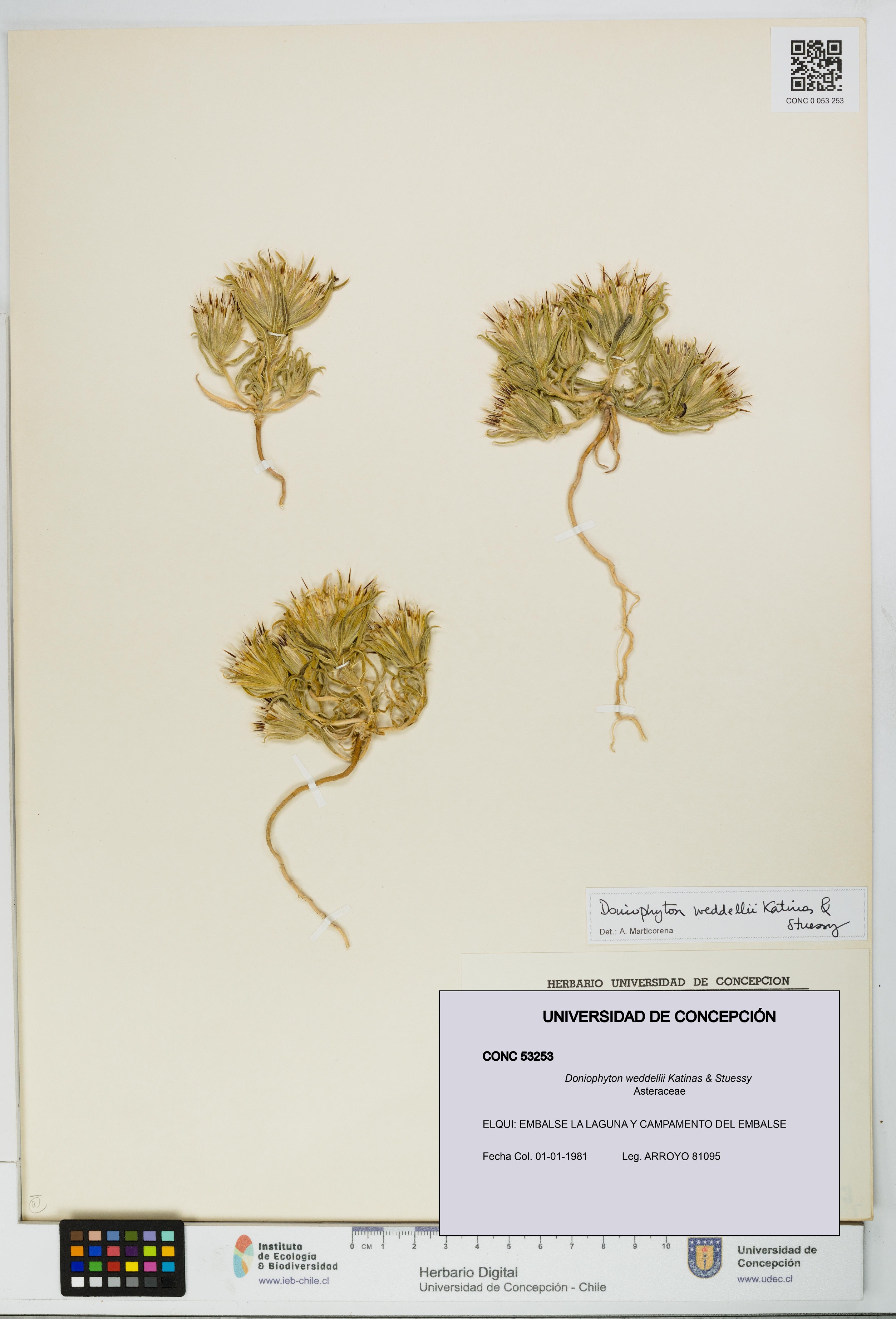 Doniophyton weddellii [Espécimen: UDEC:CONC:0053253]