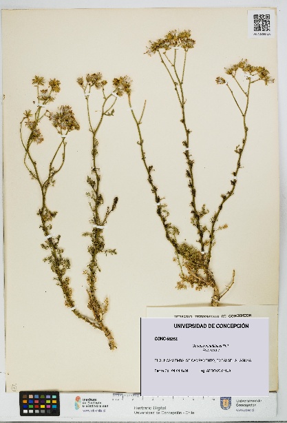 Senecio minutifolius [Espécimen: UDEC:CONC:0053262]