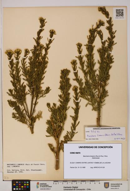 Baccharis linearis [Espécimen: UDEC:CONC:0053272]