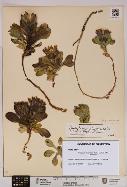 Pachylaena atriplicifolia [Espécimen: UDEC:CONC:0053275]