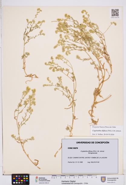 Cryptantha diffusa [Espécimen: ]