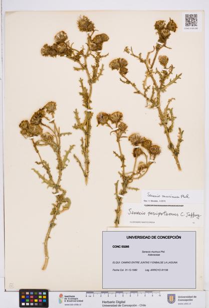 Senecio murinus [Espécimen: ]