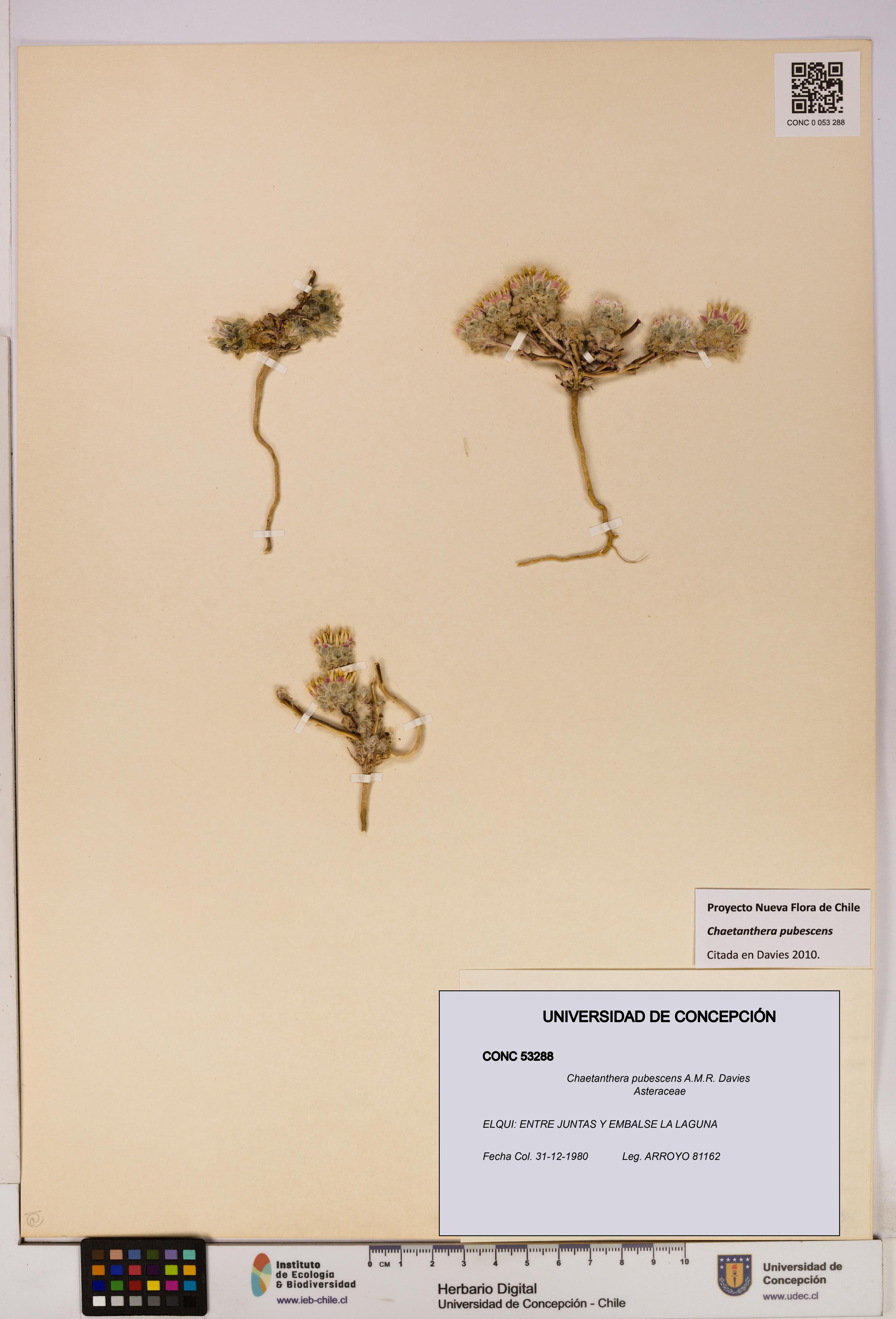 Chaetanthera pubescens [Espécimen: UDEC:CONC:0053288]