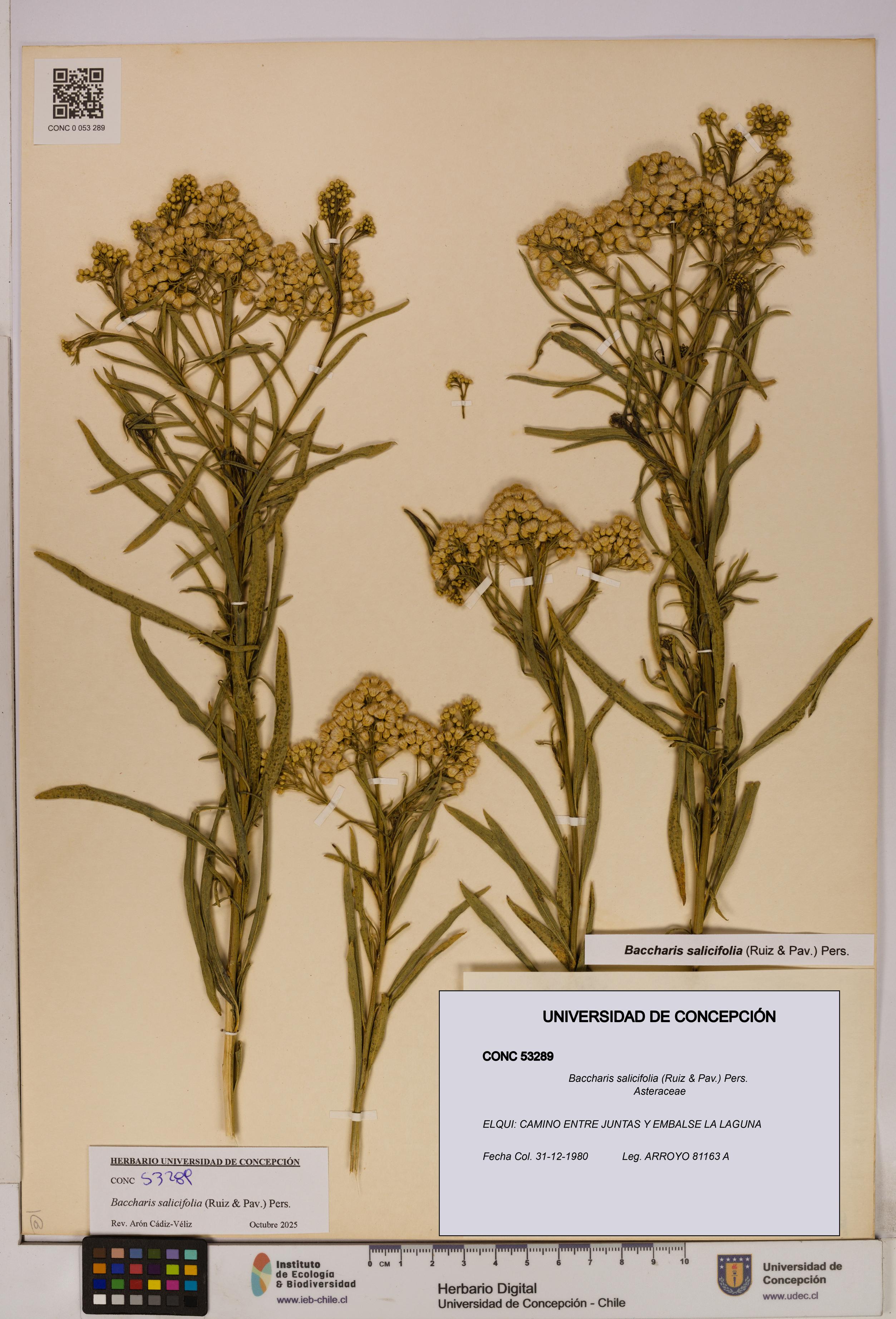 Baccharis salicifolia [Espécimen: UDEC:CONC:0053289]