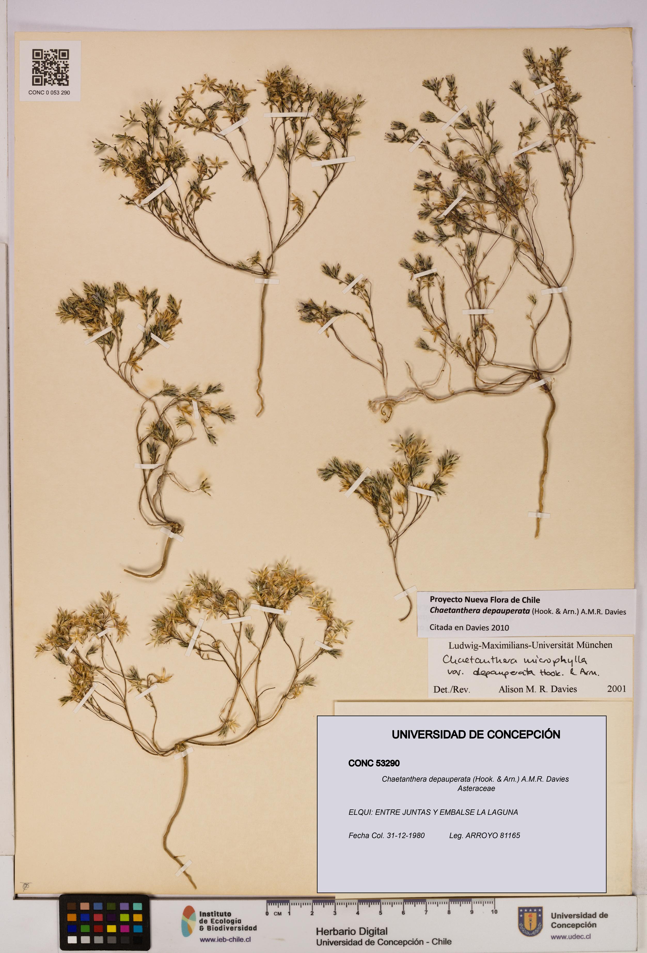 Chaetanthera depauperata [Espécimen: UDEC:CONC:0053290]