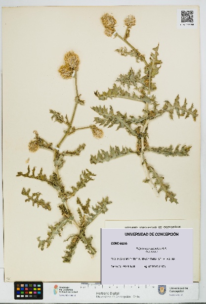 Polyachyrus carduoides [Espécimen: UDEC:CONC:0053295]