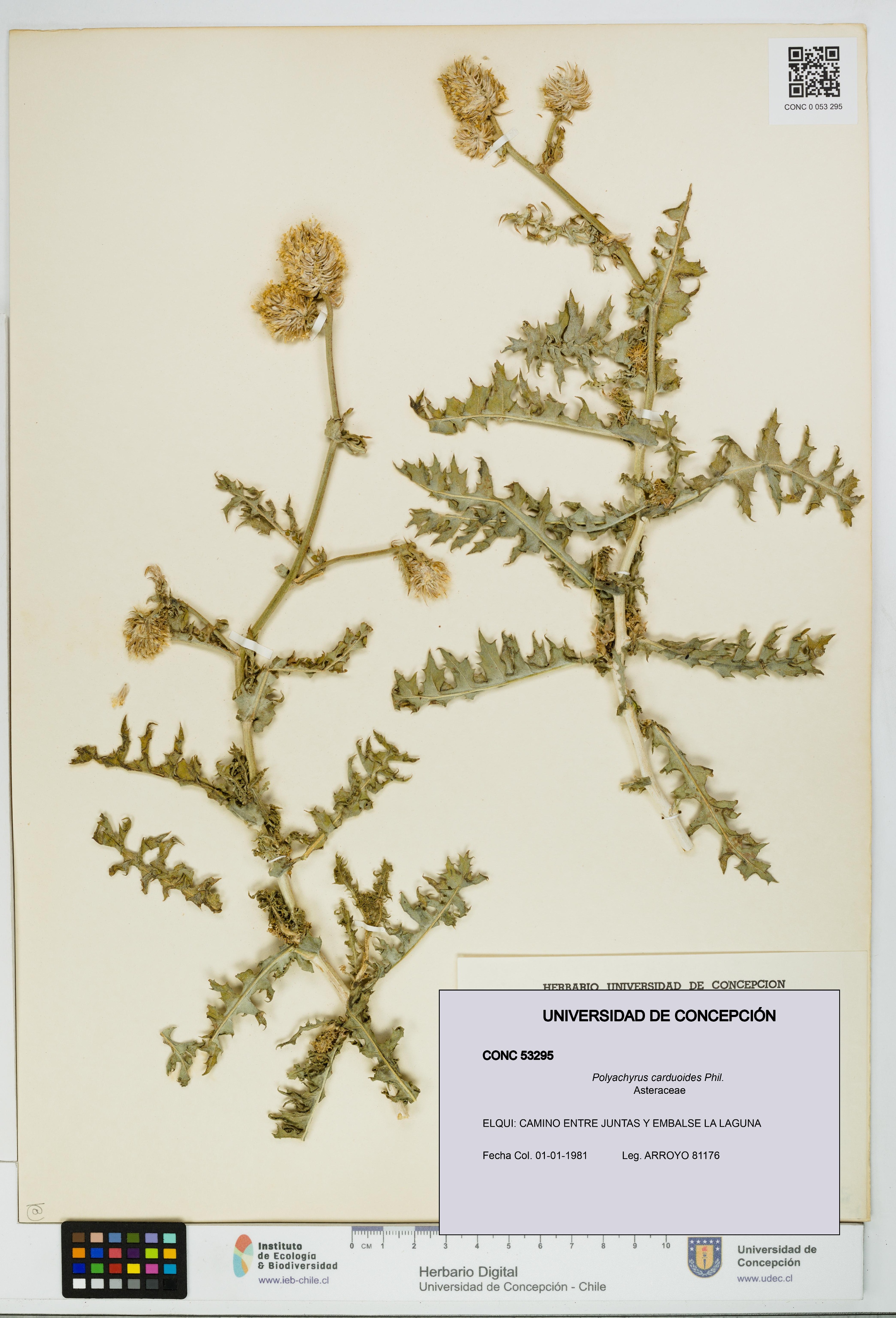 Polyachyrus carduoides [Espécimen: UDEC:CONC:0053295]