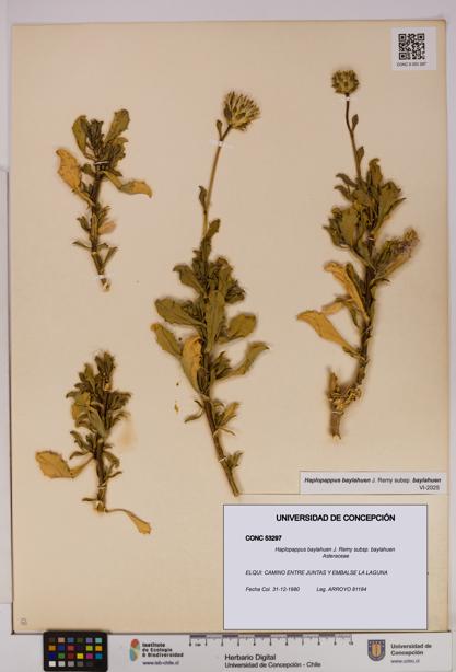 Haplopappus baylahuen subsp. baylahuen [Espécimen: UDEC:CONC:0053297]