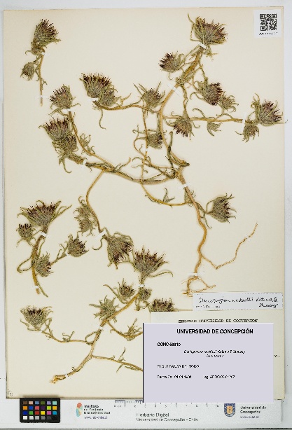 Doniophyton weddellii [Espécimen: UDEC:CONC:0053310]