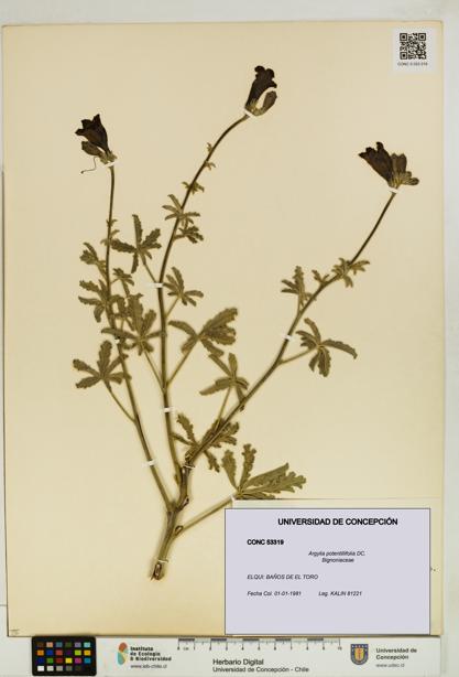 Argylia potentillifolia [Espécimen: UDEC:CONC:0053319]