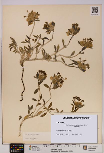 Cruckshanksia hymenodon [Espécimen: UDEC:CONC:0053326]