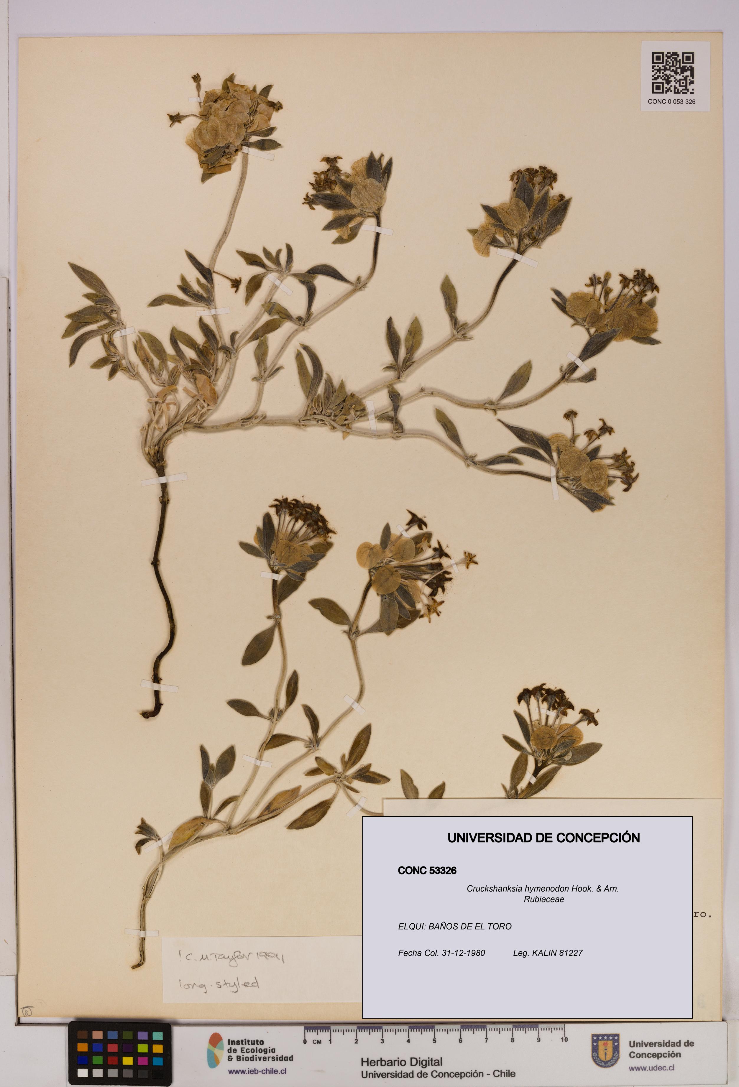 Cruckshanksia hymenodon [Espécimen: UDEC:CONC:0053326]