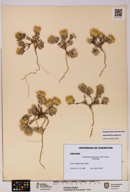 Chaetanthera pubescens [Espécimen: UDEC:CONC:0053327]