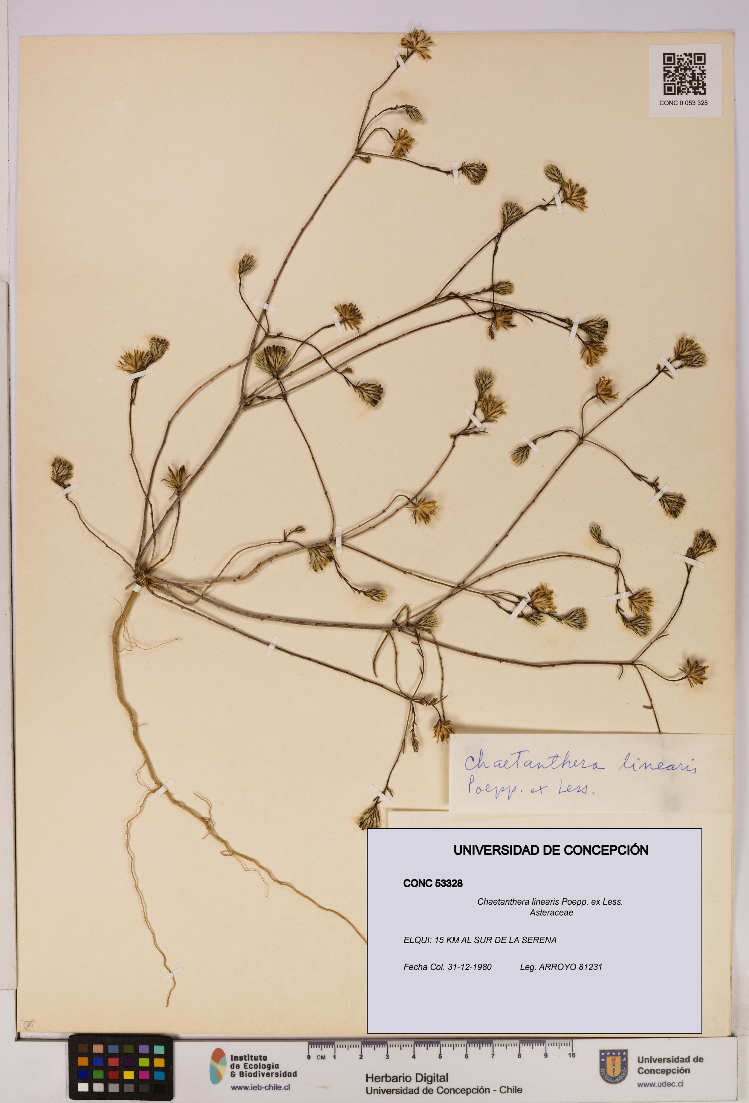 Chaetanthera linearis [Espécimen: UDEC:CONC:0053328]