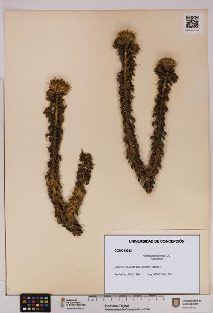 Haplopappus foliosus [Espécimen: UDEC:CONC:0053332]