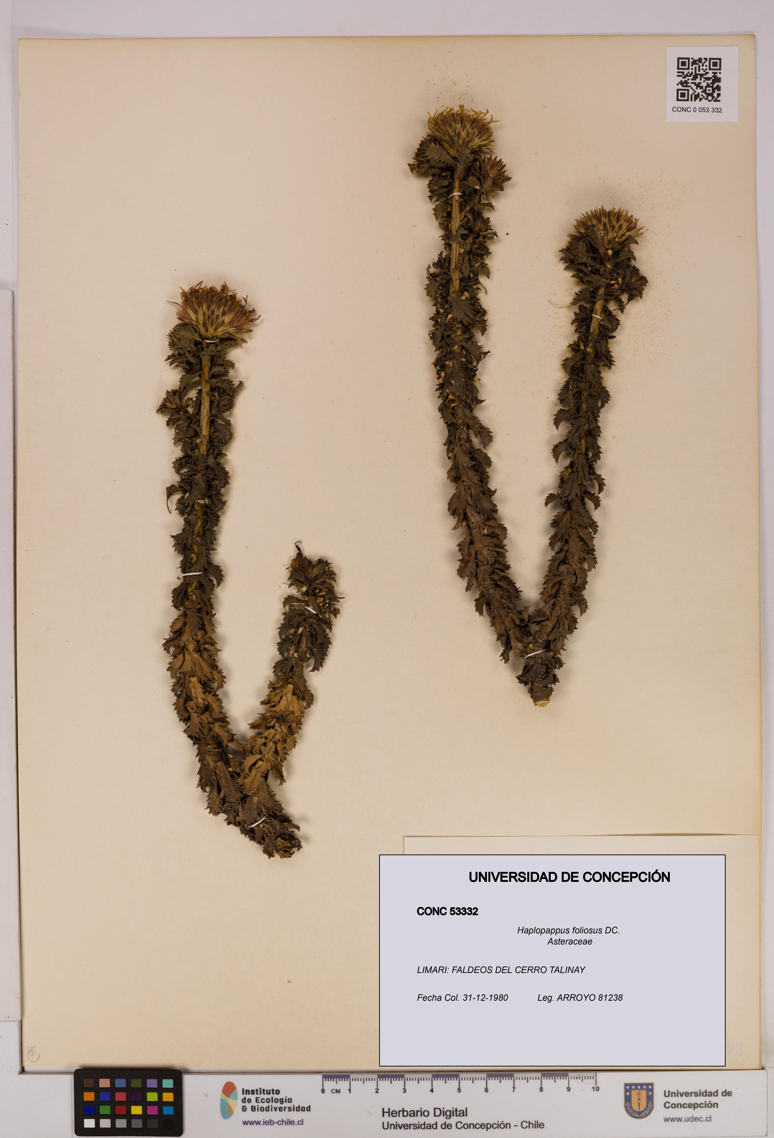 Haplopappus foliosus [Espécimen: UDEC:CONC:0053332]