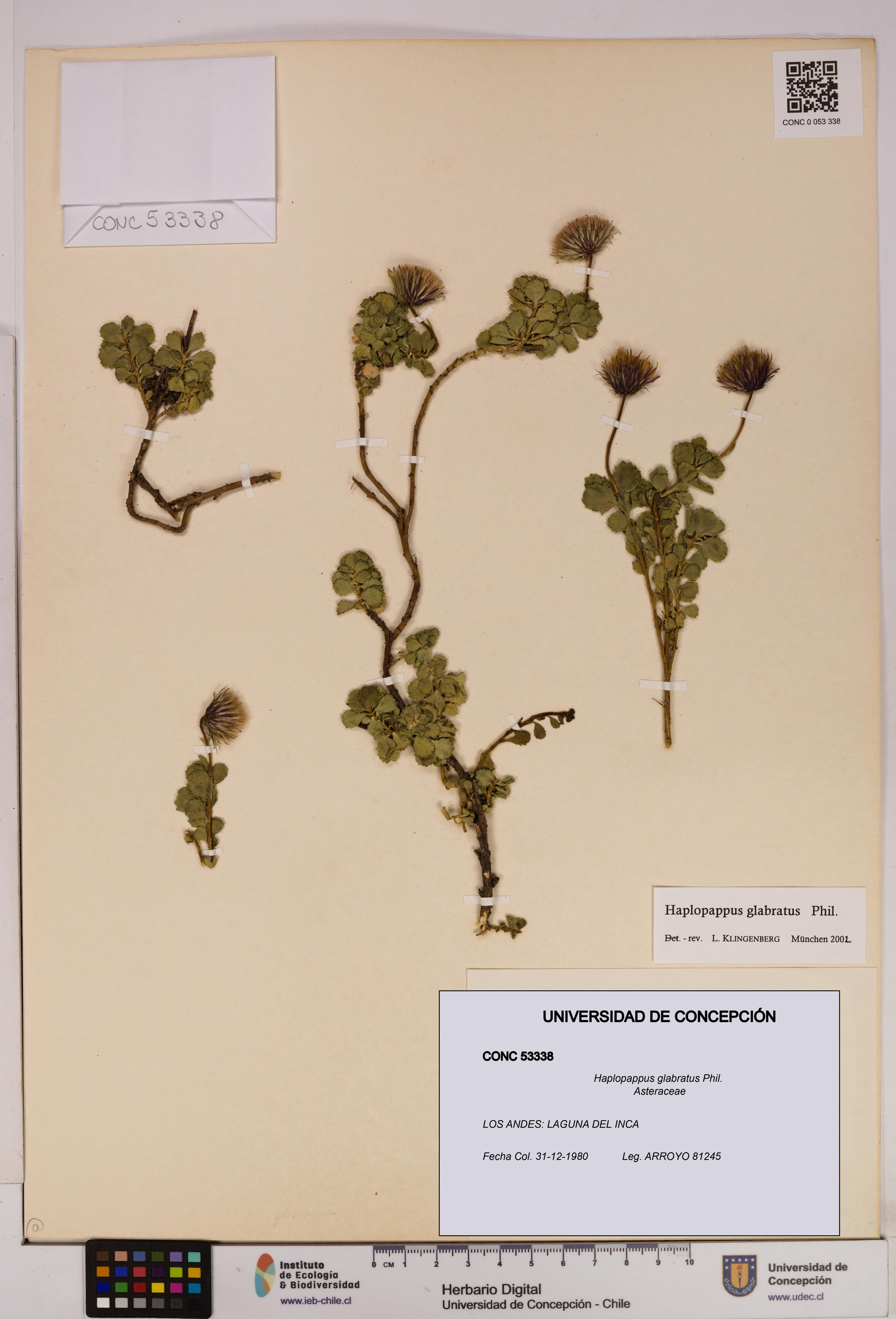 Haplopappus glabratus [Espécimen: UDEC:CONC:0053338]
