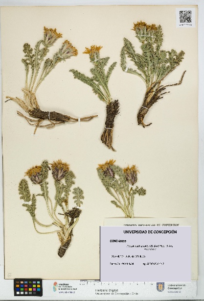 Perezia carthamoides [Espécimen: UDEC:CONC:0053339]