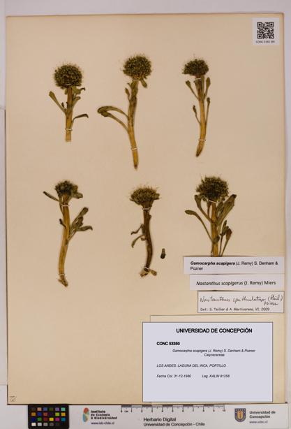 Gamocarpha scapigera [Espécimen: UDEC:CONC:0053350]
