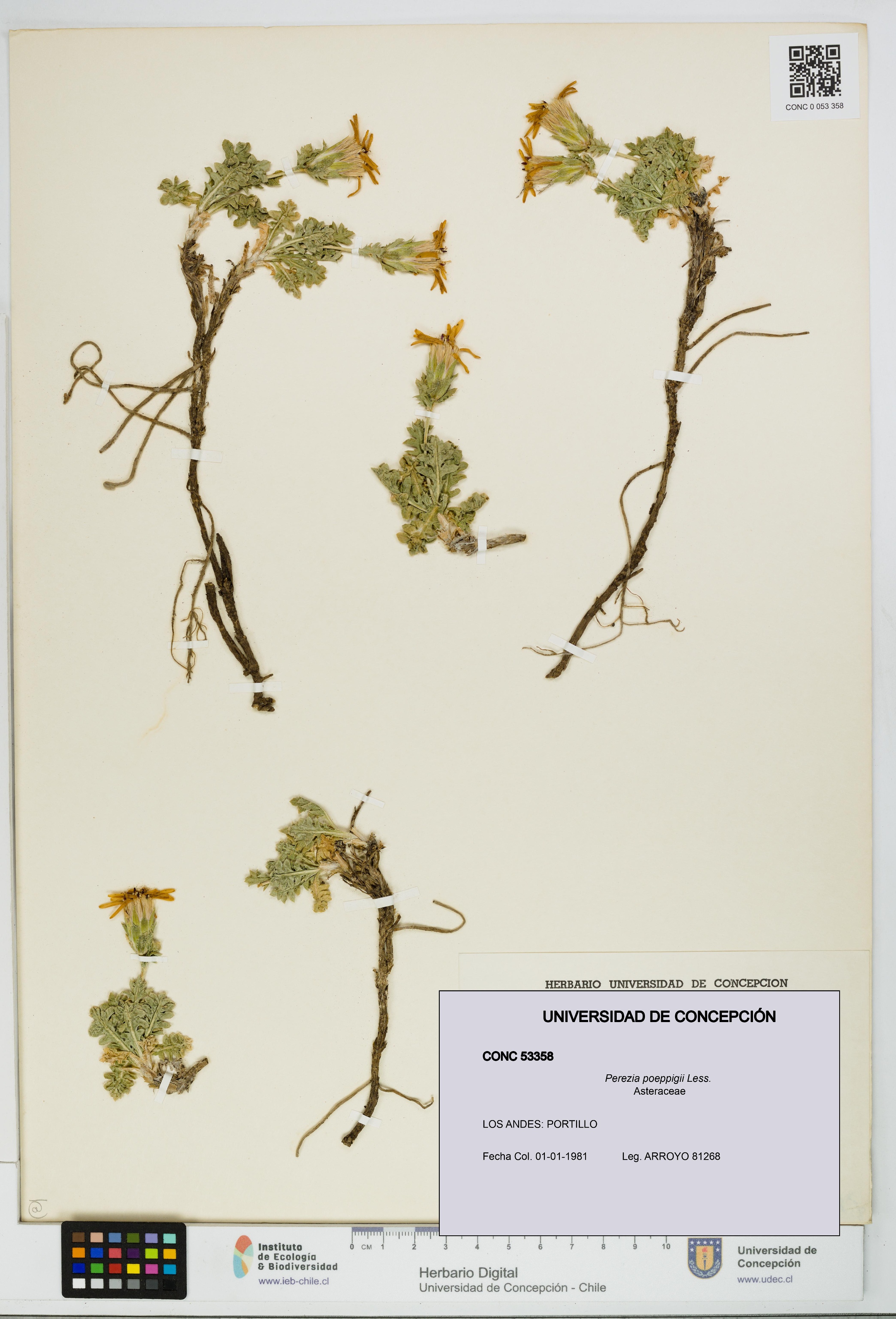 Perezia poeppigii [Espécimen: UDEC:CONC:0053358]