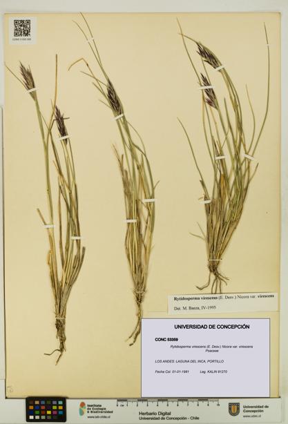 Rytidosperma virescens var. virescens [Espécimen: UDEC:CONC:0053359]
