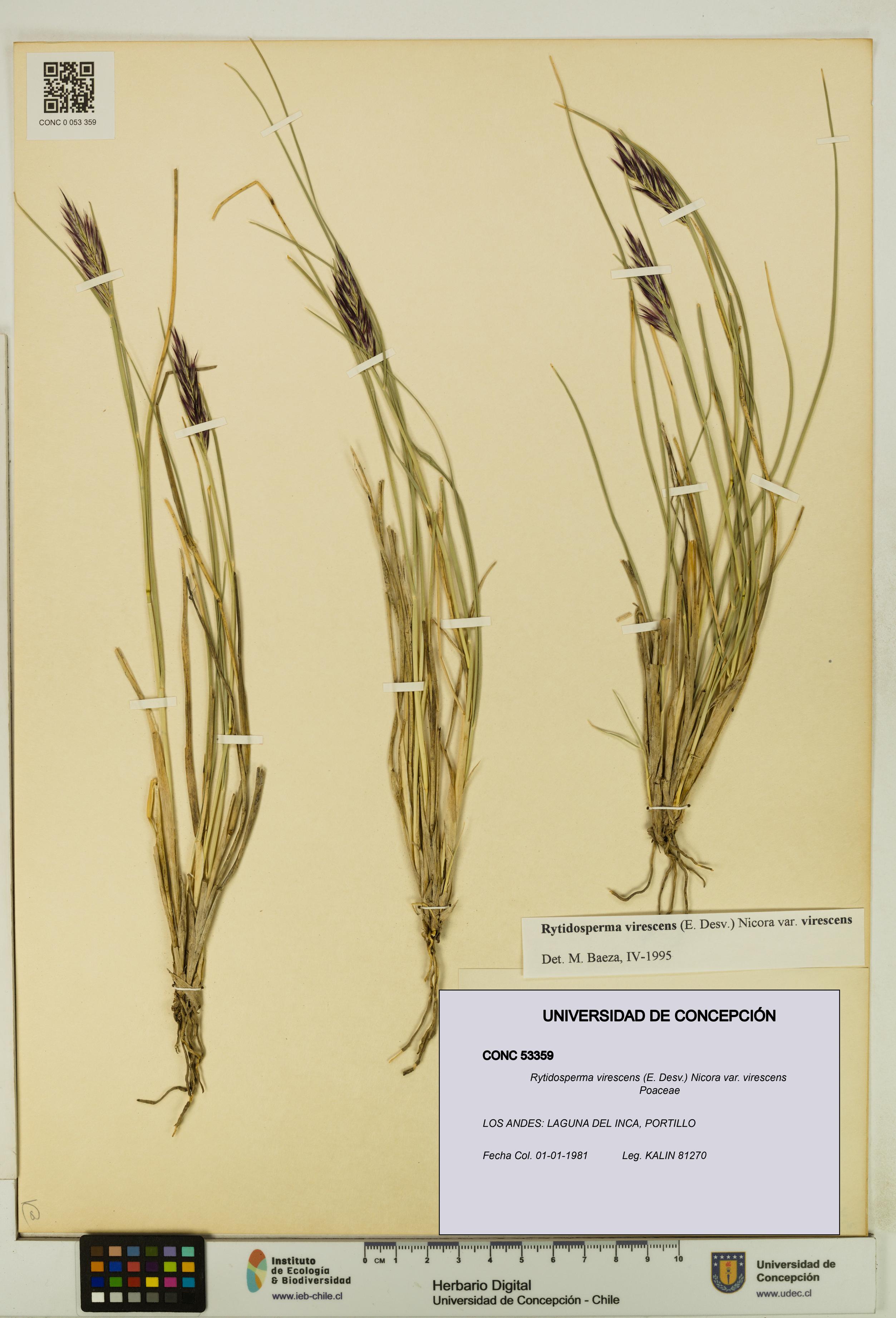 Rytidosperma virescens var. virescens [Espécimen: UDEC:CONC:0053359]