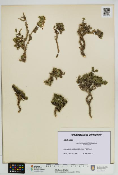 Junellia trifurcata [Espécimen: UDEC:CONC:0053361]