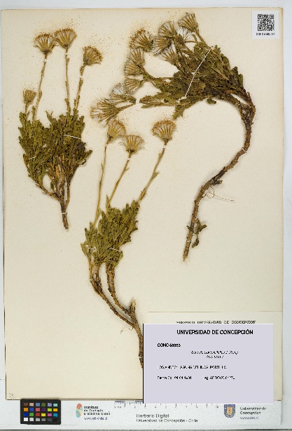 Senecio clarioneifolius [Espécimen: UDEC:CONC:0053363]